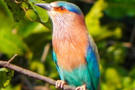 Kitam Bird Sanctiary